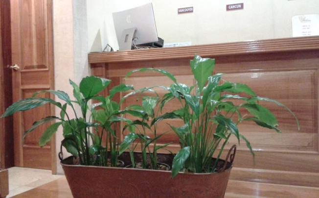 Фото отеля Cancun International Suites
