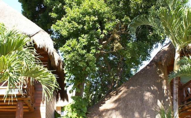 Фото отеля Magic Blue Boutique Hotel Playa del Carmen