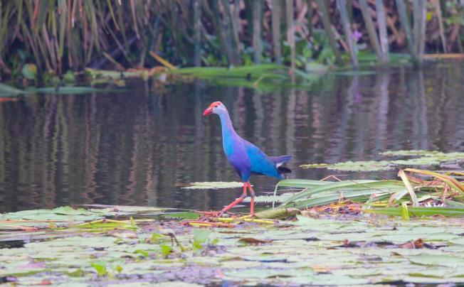 Фото отеля Purple Coot Resort Wadduwa