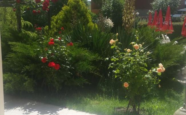 Фото отеля deva hotel sunny beach