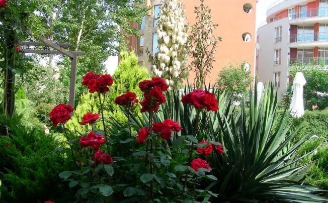 Фото отеля deva hotel sunny beach