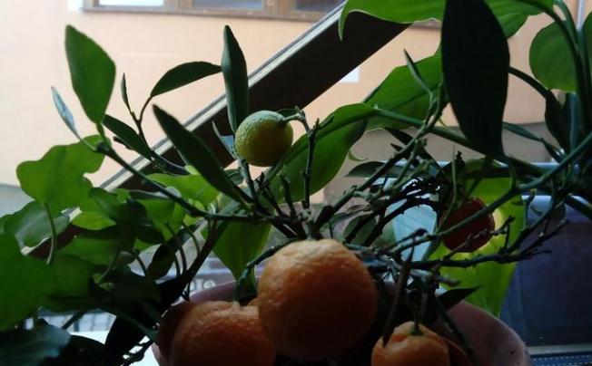 Фото отеля Fonix Club Hotel & Wellness