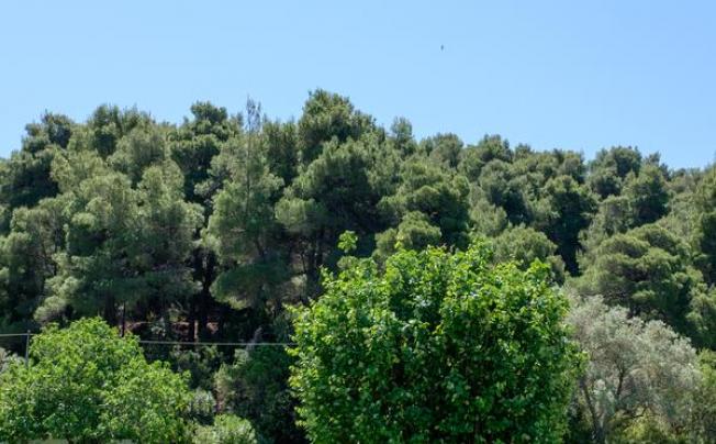 Фото отеля Skiathos Holidays Resort