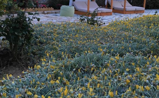 Фото отеля Paros Agnanti Hotel