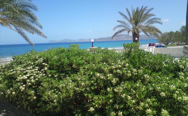 Фото отеля Petras Beach Hotel 