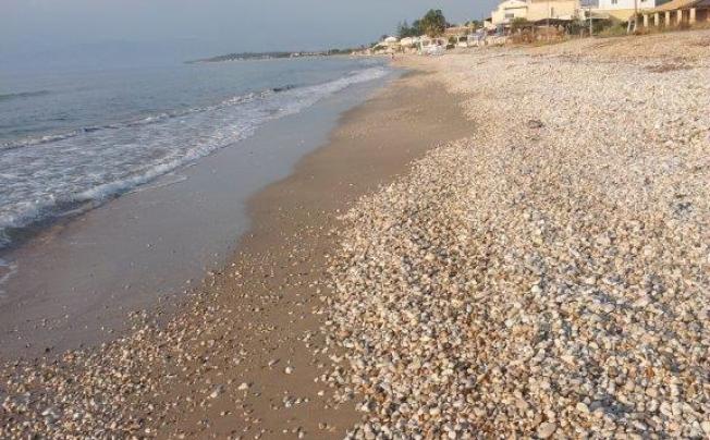 Фото отеля Salvanos Beachfront Apartments