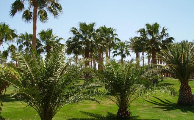 Фото отеля Azure Club Resort