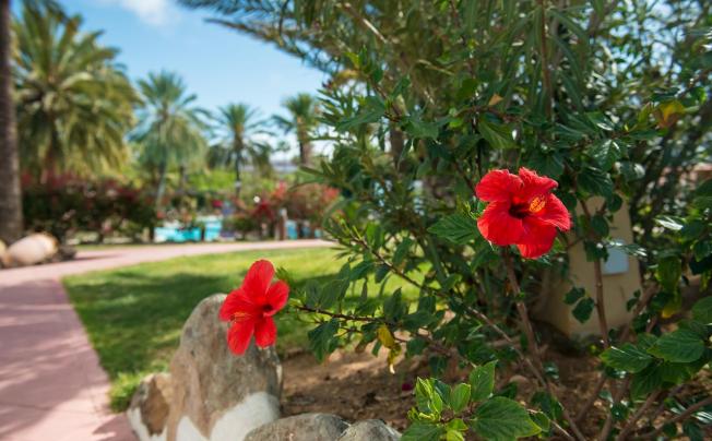 Фото отеля Miraflor Suites Bungalows