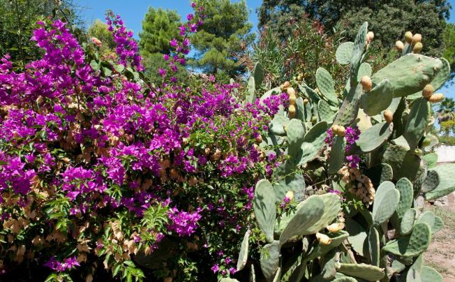 Фото отеля Ostuni Rosa Marina Resort