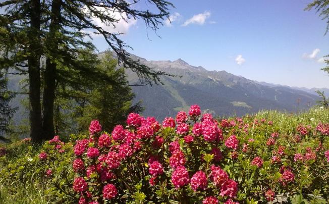 Фото отеля Alpina Hotel Pinzolo