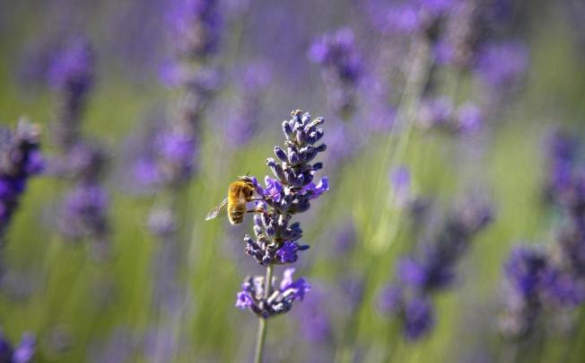 Фото отеля Milleluci