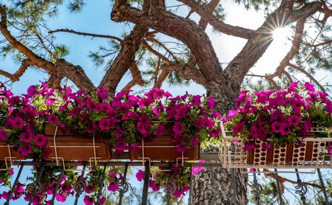 Фото отеля Villa Dei Fiori Hotel