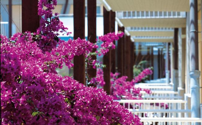 Фото отеля Green Park Resort