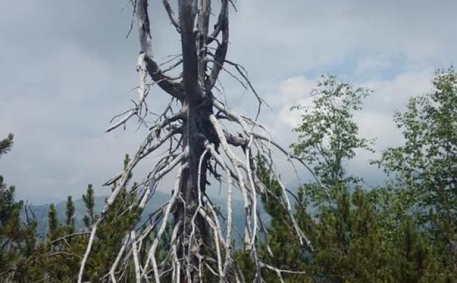 Фото отеля Garni Nardis