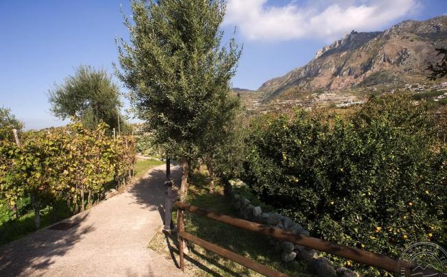 Фото отеля Terme Mediterraneo