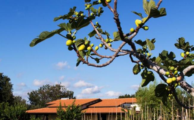 Фото отеля Agriturismo Ninea