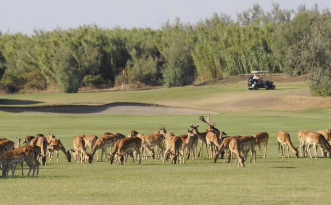 Фото отеля Golf hotel