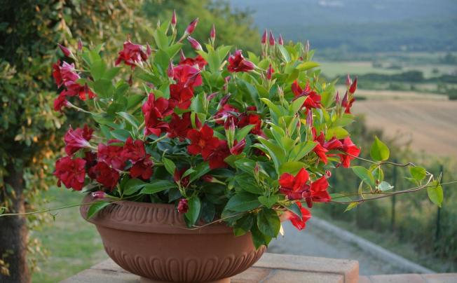 Фото отеля  Leccio