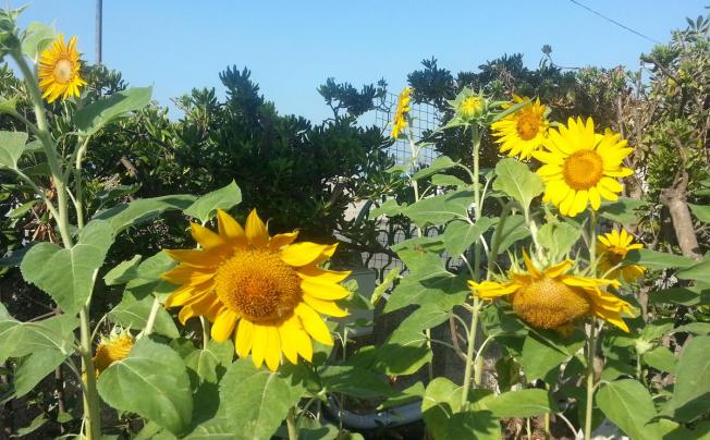 Фото отеля Il Girasole Guest House