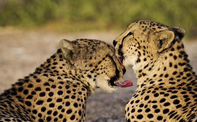 Фото отеля Anantara Sir Bani Yas Island Al Sahel Villas