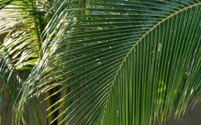 Фото отеля M RESORT PHU QUOC