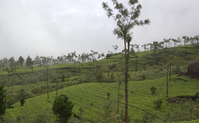 Фото отеля GRAND PLAZA MUNNAR