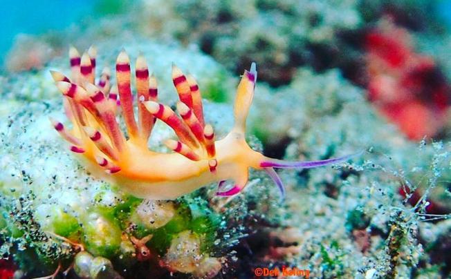Фото отеля PURI WIRATA DIVE RESORT & SPA