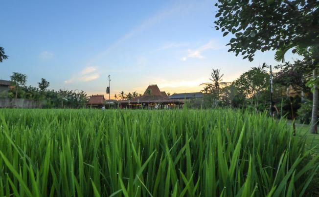 Фото отеля Alaya Resort Ubud