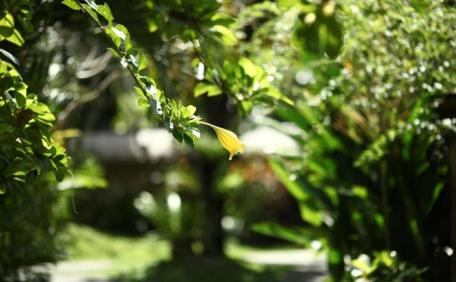 Фото отеля Bali Agung Village