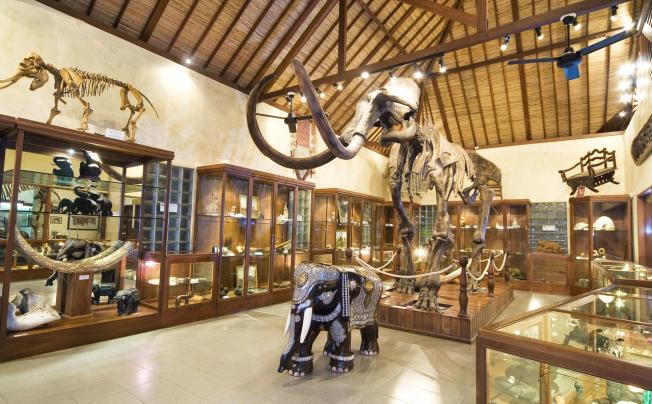 Фото отеля Mason Elephant Lodge
