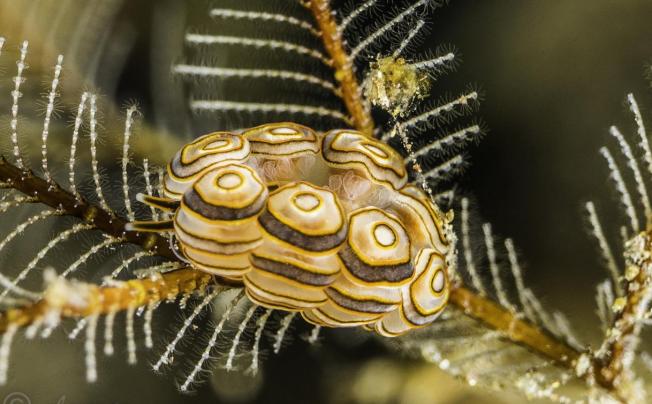 Фото отеля Kubu Indah Dive & Spa Resort
