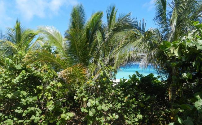 Фото отеля ISLAZUL PUNTA BLANCA 