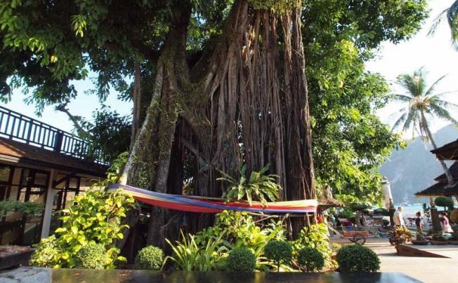 Фото отеля Phi phi banyan villa