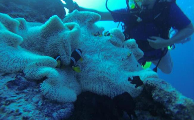 Фото отеля VILUXER VEYLI & DIVING
